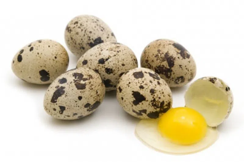 Яйца перепелиные 1 кг.