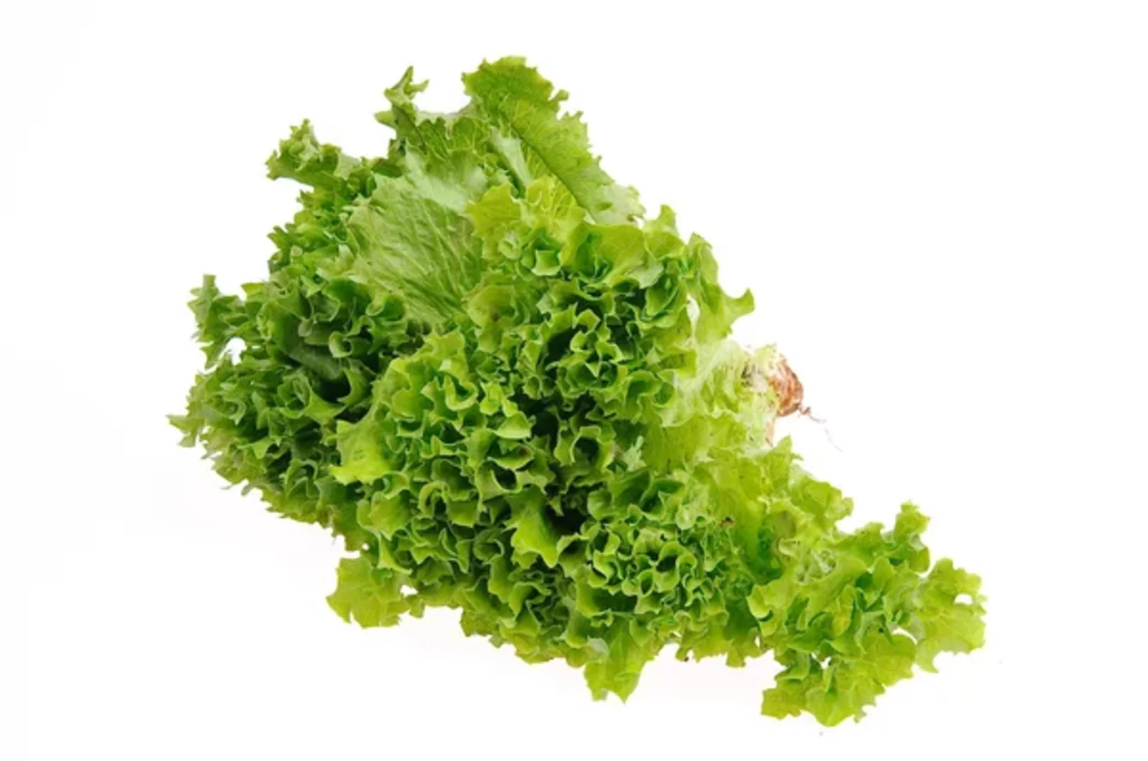 Salad lolla rossa 100g